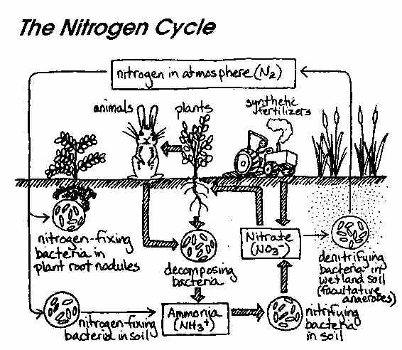 566x492 The Nitrogen Cycle - Nitrogen Drawing