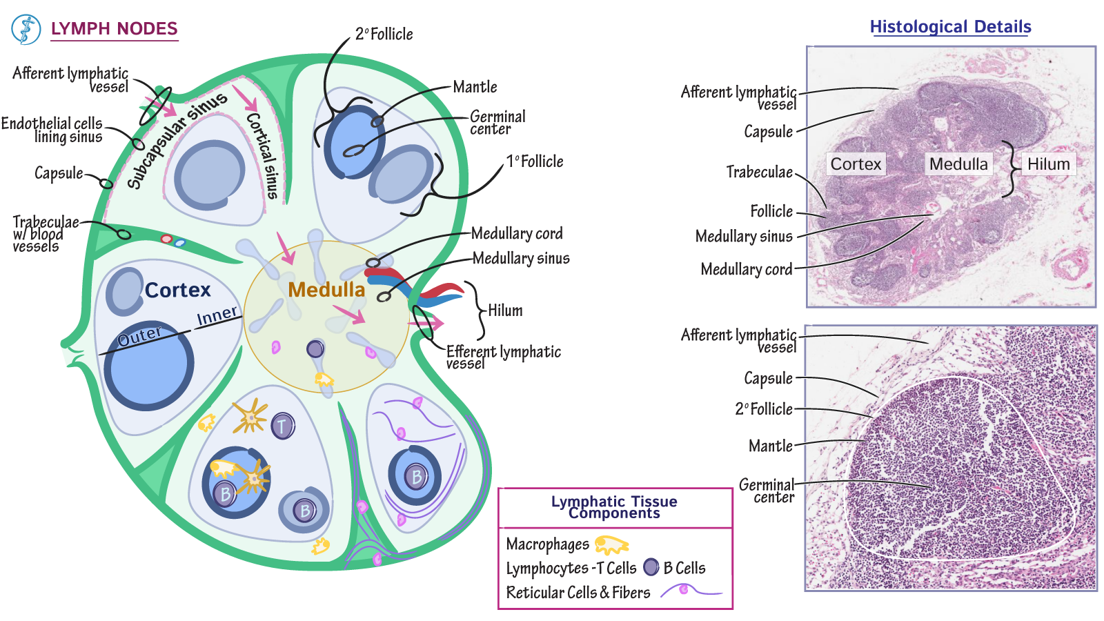 Схема строения лимфатического узла иммунология