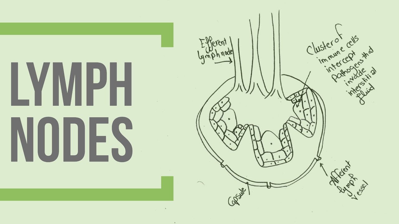 1280x720 how to draw the lymph - Node Drawing