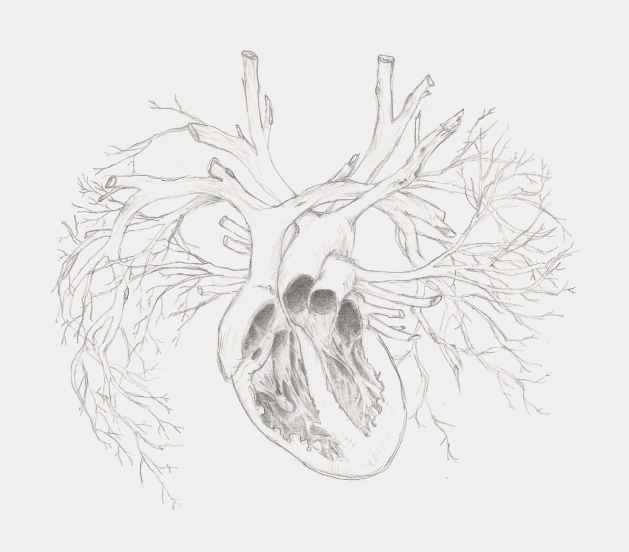 1280x1124 dry wood - Nomad Drawing