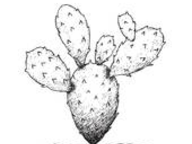 640x480 drawn cactus nopal - Nopal Drawing