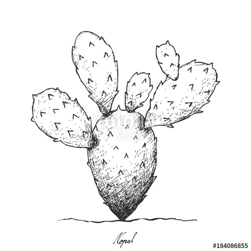 500x500 hand drawn of nopal cactus on white background stock image - Nopal Drawing