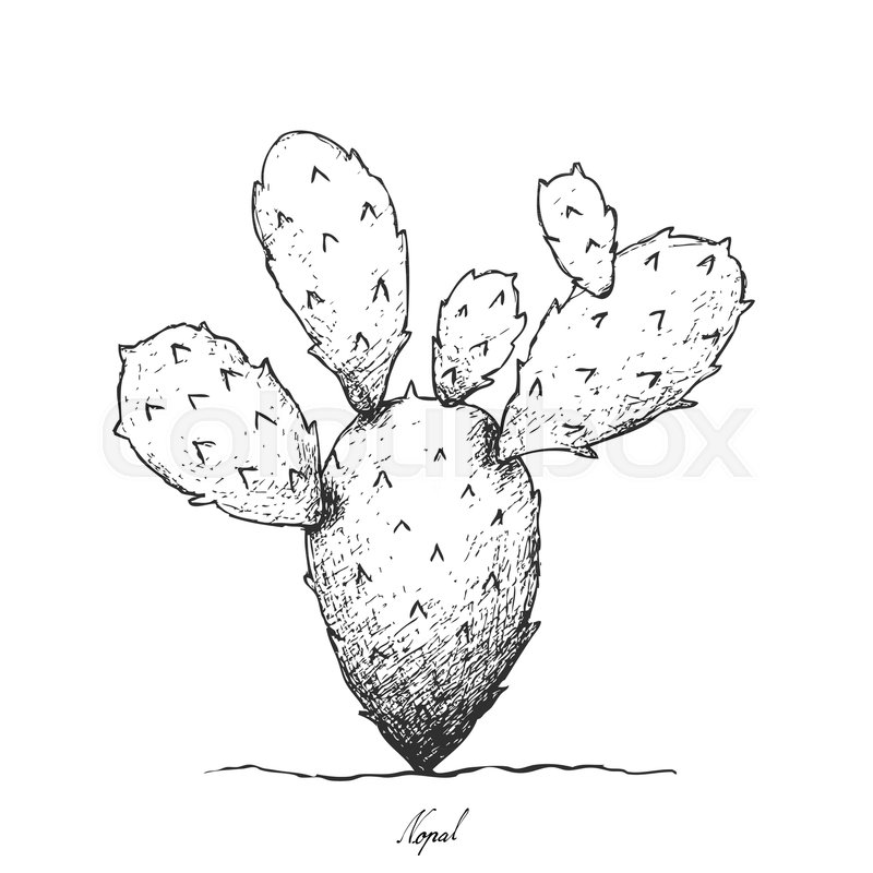800x800 stem vegetable, illustration hand stock vector colourbox - Nopal Drawing
