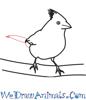 300x350 how to draw a northern cardinal - Northern Cardinal Drawing