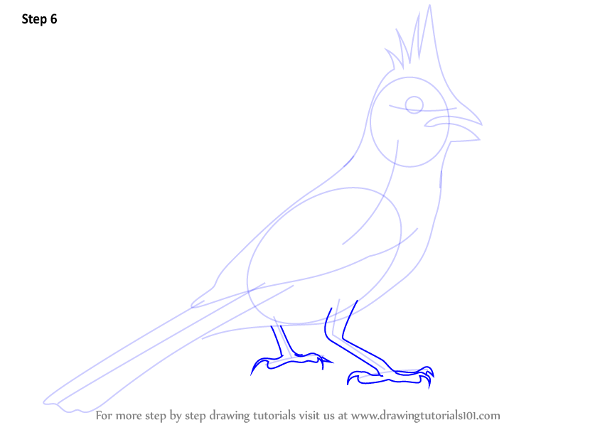844x598 learn how to draw a northern cardinal - Northern Cardinal Drawing