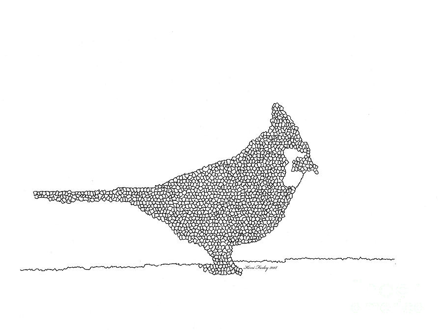 900x672 male northern cardinal - Northern Cardinal Drawing