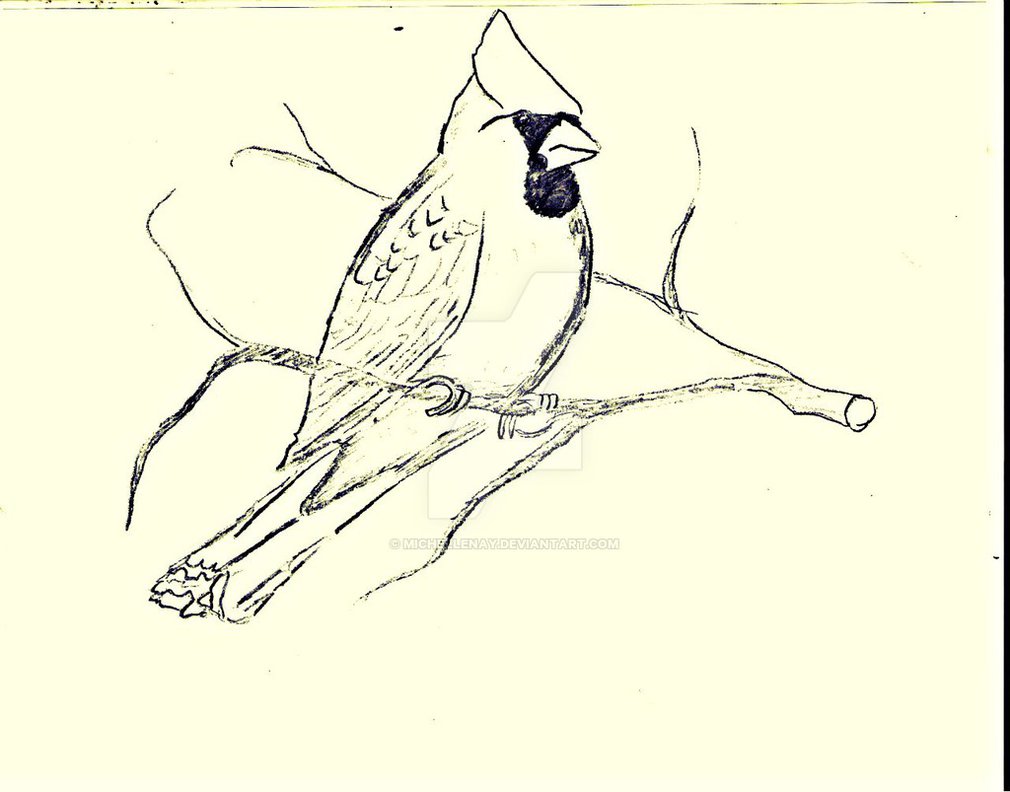 1010x792 northern cardinal drawing - Northern Cardinal Drawing
