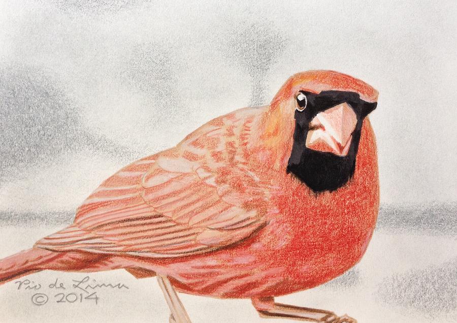 900x636 northern cardinal drawing - Northern Cardinal Drawing