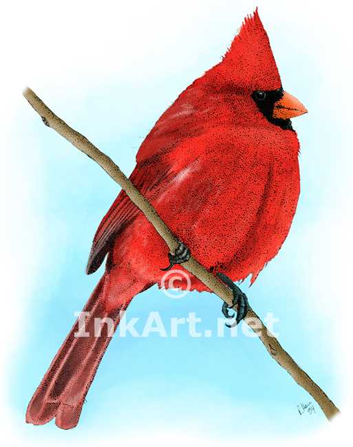 513x650 northern cardinal stock art illustration - Northern Cardinal Drawing