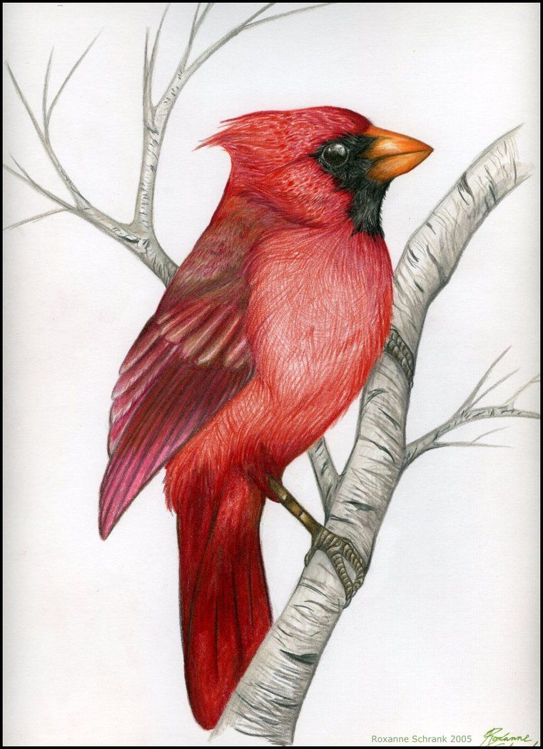 761x1049 northern cardinal - Northern Cardinal Drawing