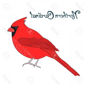 300x300 red northern cardinal bird on tree lazttweet - Northern Cardinal Drawing