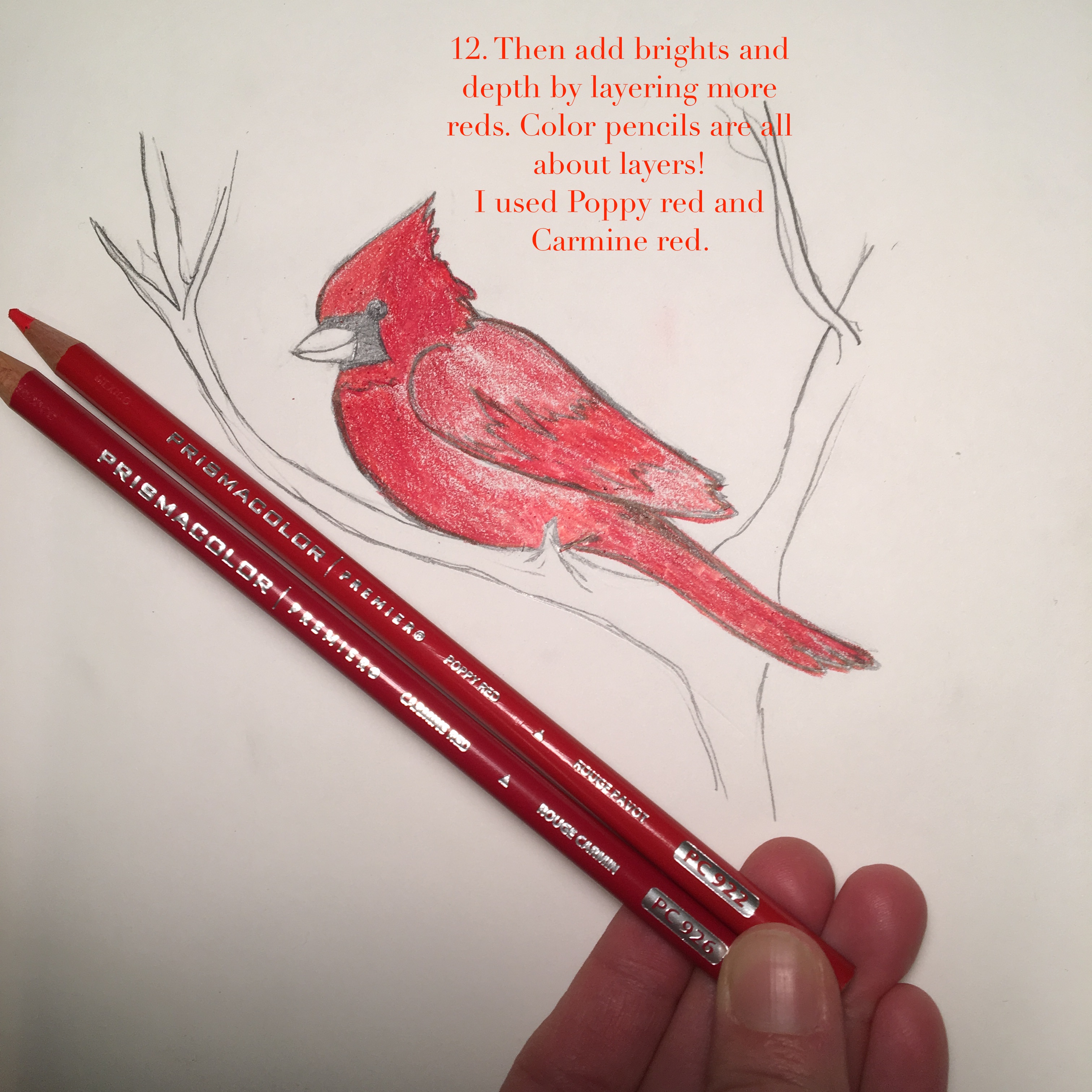 3024x3024 wonder wednesday draw cute winter cardinals step - Northern Cardinal Drawing