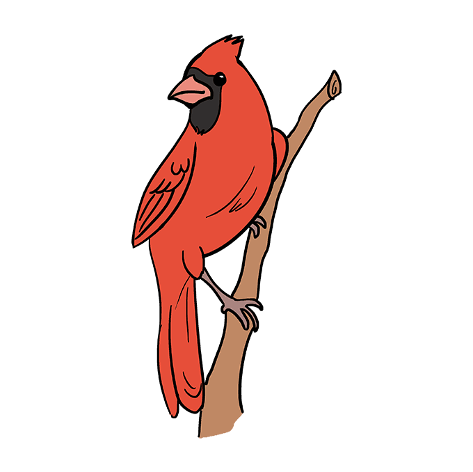 680x678 how to draw a cardinal bird - Northern Cardinal Drawing
