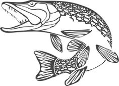 236x170 northern pike clipart black and white - Northern Pike Drawing