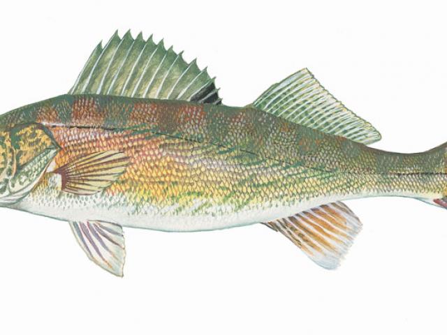 640x480 northern pike clipart drawing - Northern Pike Drawing