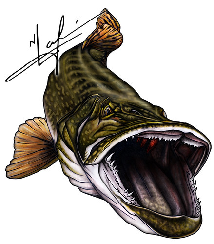 439x500 northern pike drawing cropped fb - Northern Pike Drawing