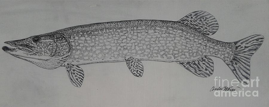 900x359 northern pike drawing - Northern Pike Drawing