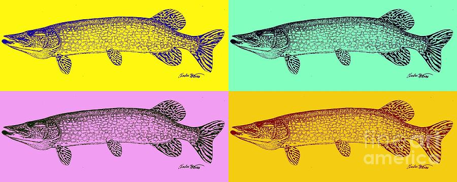 900x359 artful northern pike drawing - Northern Pike Drawing