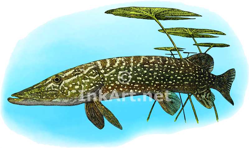800x476 northern pike stock art illustration - Northern Pike Drawing