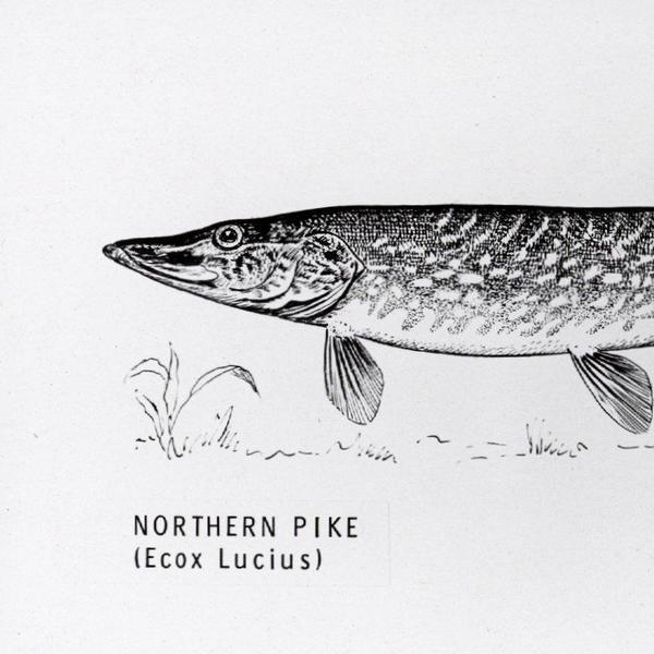 Northern Pike Drawing at Explore collection of