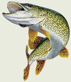 236x271 northern pike drawing - Northern Pike Drawing