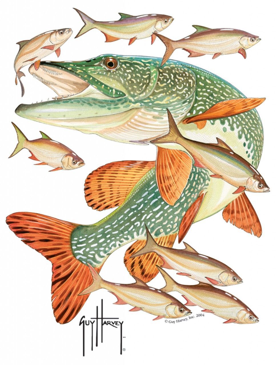 967x1280 northern pike drawing - Northern Pike Drawing