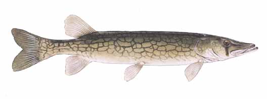 528x197 chain pickerel - Northern Pike Drawing