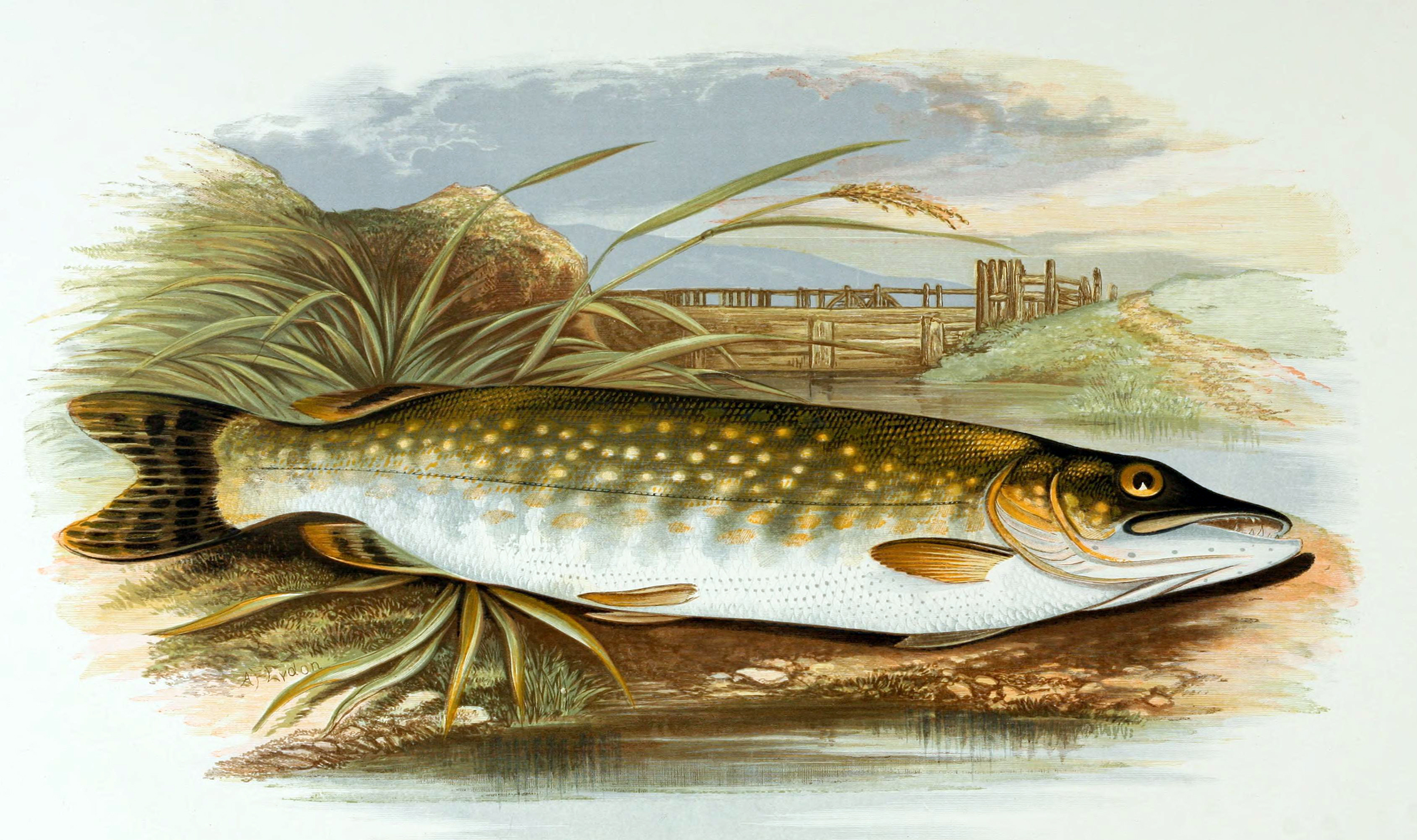Northern Pike Drawing at Explore collection of