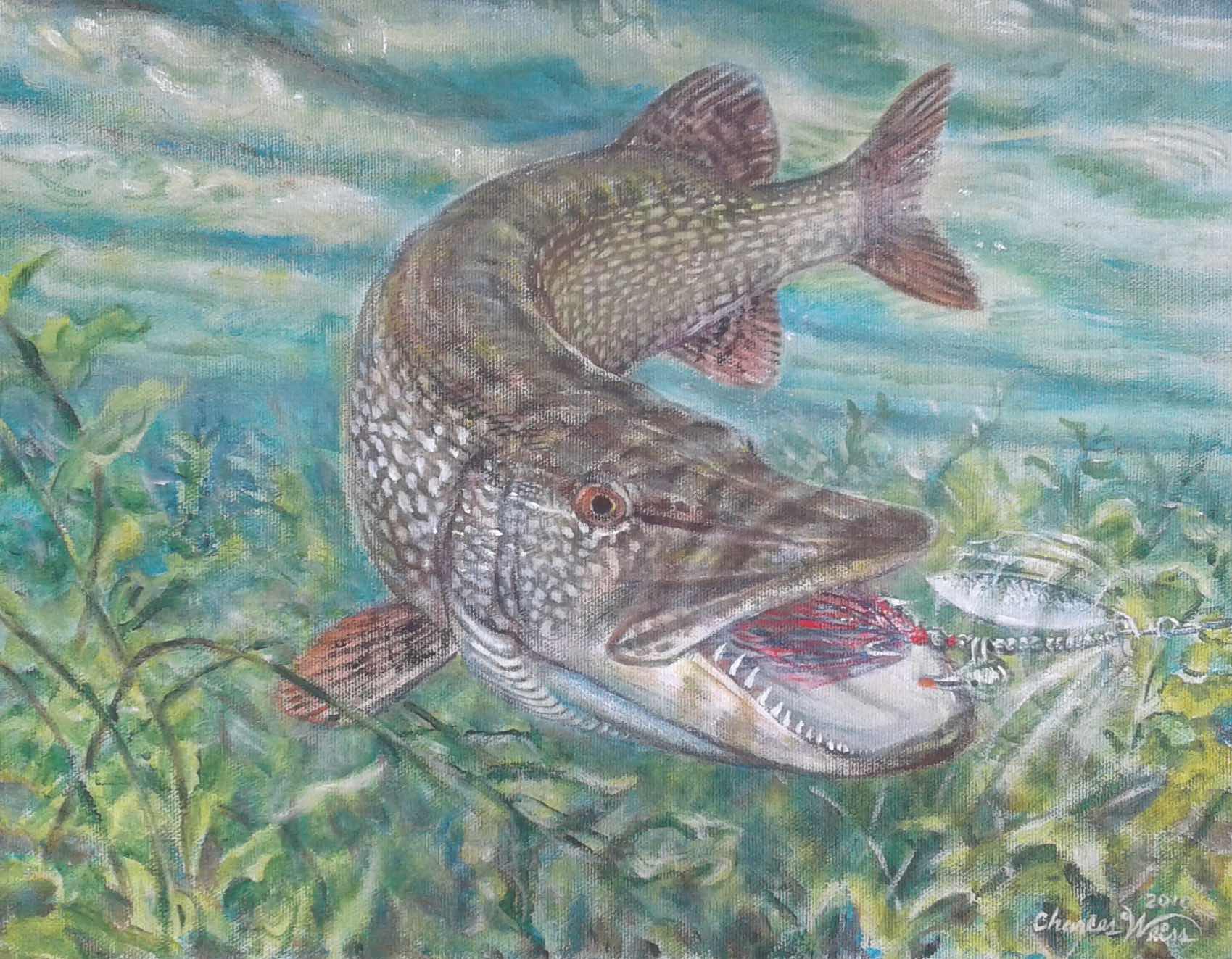 Northern Pike Drawing at Explore collection of