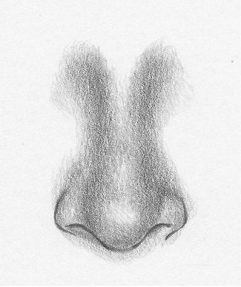 339x404 how to draw a nose from the front - Nose Drawing