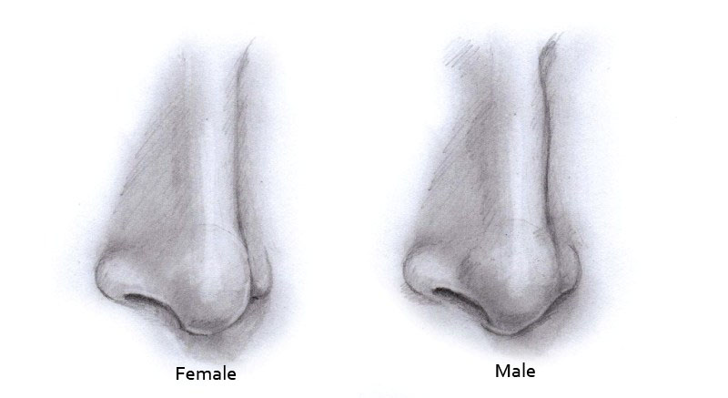 800x437 tips on drawing the nose like sketch - Nose Drawing