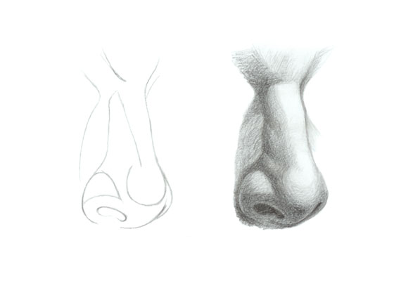 560x400 how to draw shade a nose in three quarter view - Nose Drawing Images