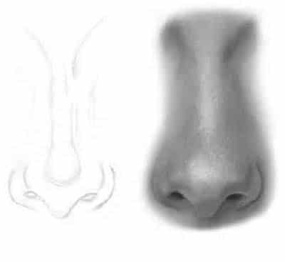 400x367 how to draw online drawing courses art tutorials pencil drawing - Nose Pencil Drawing