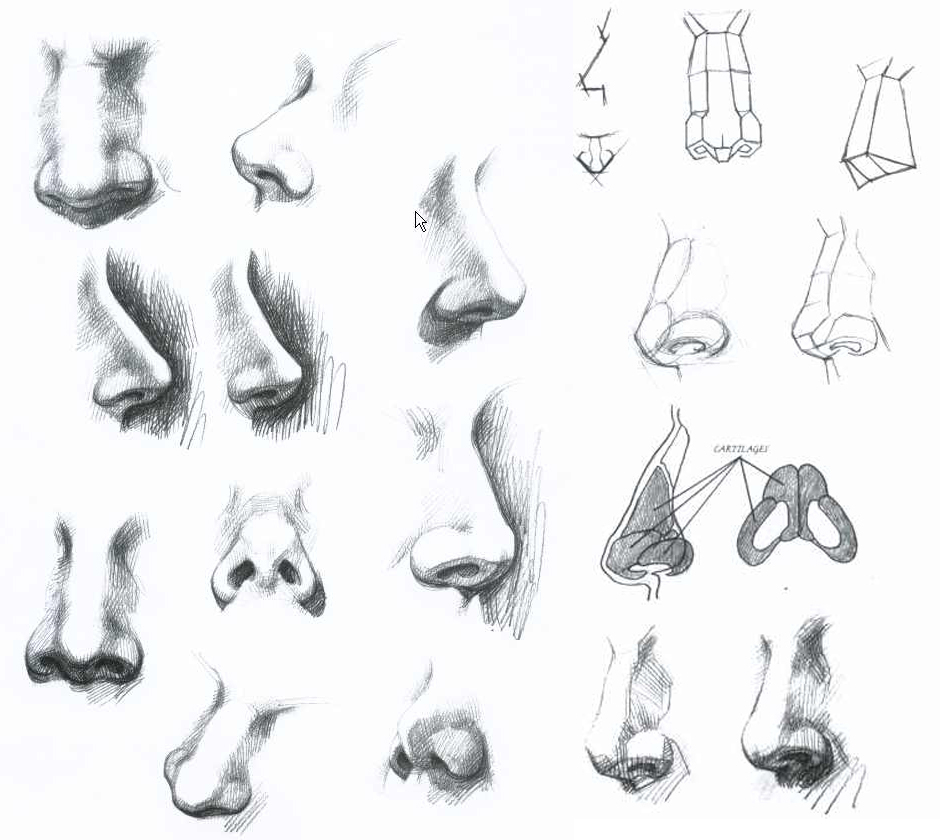 Nose Pencil Drawing at PaintingValley.com | Explore collection of Nose ...