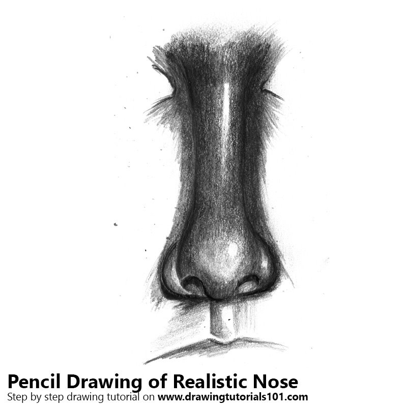 800x800 Realistic Nose Pencil Drawing - Nose Pencil Drawing