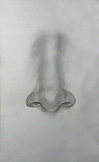 330x538 Showing Nose Pencil Drawing Practice - Nose Pencil Drawing
