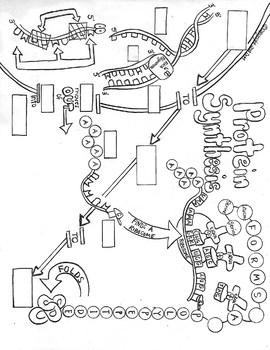 270x350 protein synthesis sketch notes wteacher guide,notes student fib - Notes Drawing