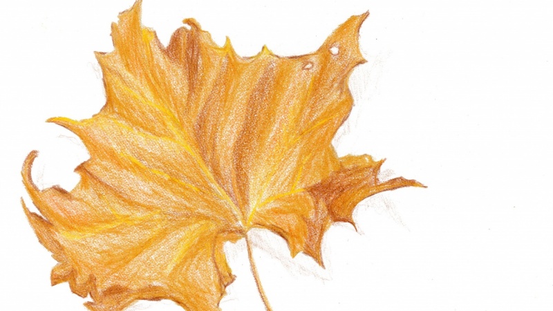 800x450 daily drawings - November Drawings