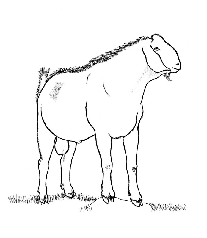 696x800 goat drawings - Nubian Goat Drawing