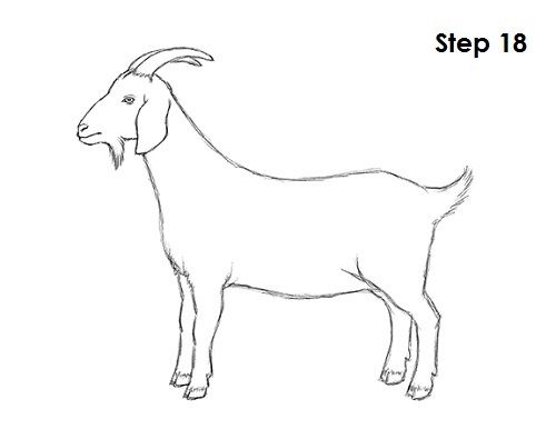 500x386 huge collection of 'nubian goat drawing' download more than - Nubian Goat Drawing