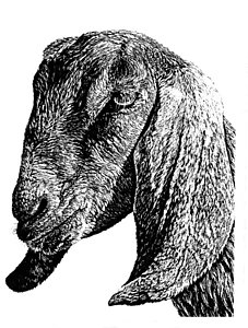 227x300 nubian goat drawings fine art america - Nubian Goat Drawing