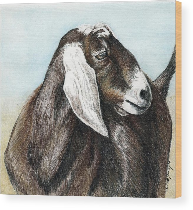 655x710 nubian goat wood print - Nubian Goat Drawing