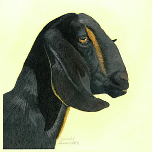 Nubian Goat Drawing at PaintingValley.com | Explore collection of ...