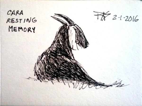 600x449 rob's daily painting goat and cat pen drawings - Nubian Goat Drawing