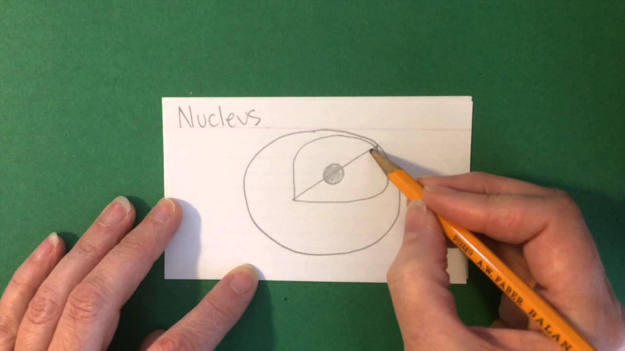 Diagram Nucleus Drawing Easy - Aflam-Neeeak