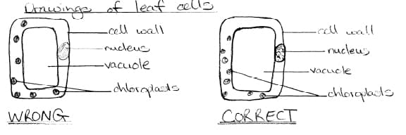576x192 how to do scientific drawings for biological courses - Nucleus Drawing