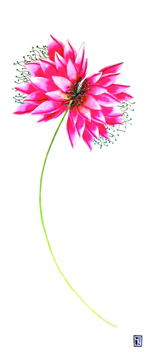 504x1200 nelumbo nucifera nucleus drawing - Nucleus Drawing