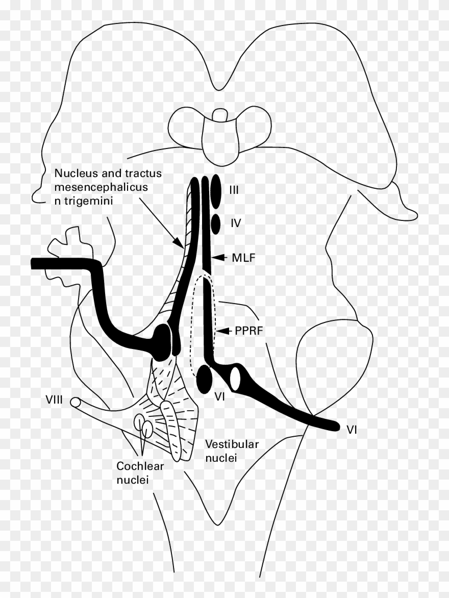 880x1172 nerve drawing clip library download - Nucleus Drawing