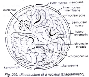 Nucleus Drawing at PaintingValley.com | Explore collection of Nucleus