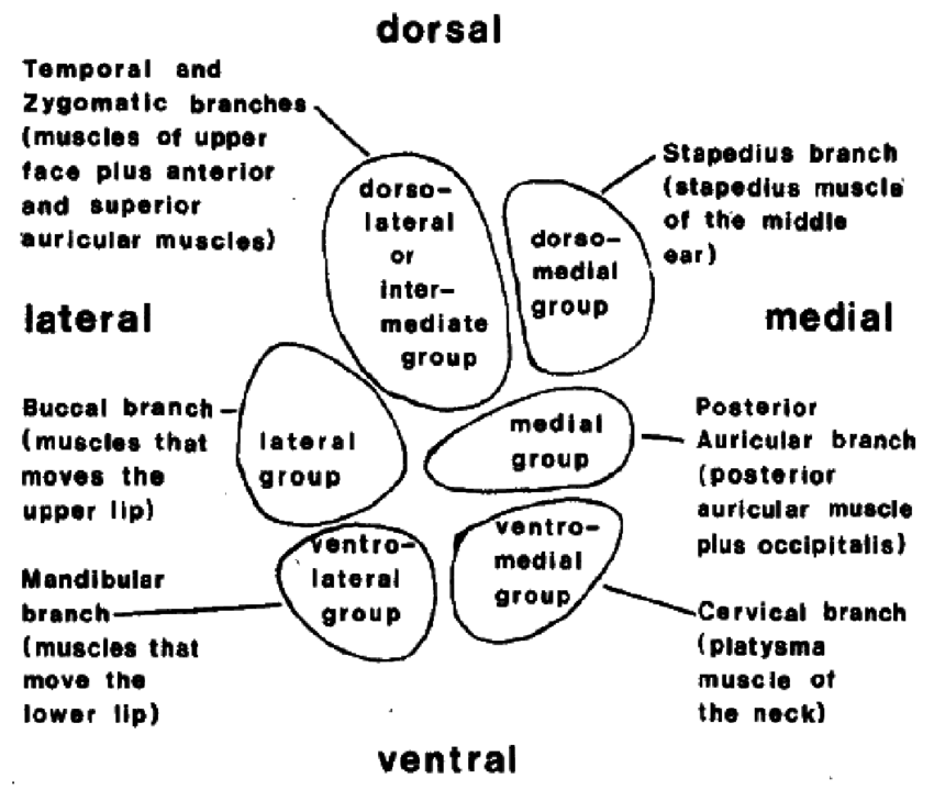 850x719 the facial nerve nucleus - Nucleus Drawing
